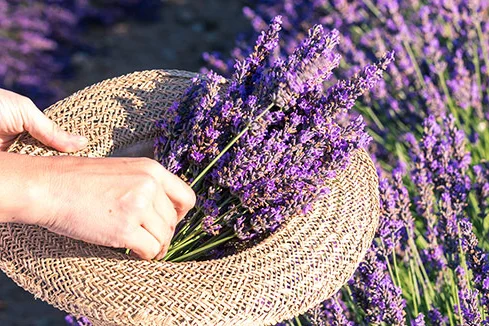 Person legt Lavendel in Strohhut